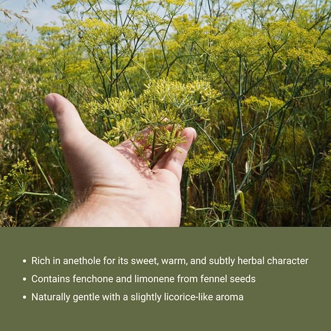 Fennel Essential Oil (Sweet Fennel) - Direct from Balkan Essential Oils - Pure Aromatherapy Diffuser Oils | 100% Pure Therapeutic Grade Natural Aceite de Hinojo 2lbs