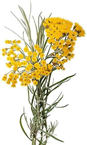 ArOmis Organic Helichrysum Gymnocephalum Essential Oil - Helichrysum G. - Unique Curcumene and Eugenol-Rich Aroma - 100% Pure & Undiluted - 30ml (1 fl oz)