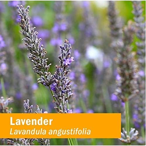 Herb Pharm Certified Organic Lavender Flower Liquid Extract for Calming Nervous System Support, 1 Fl Oz - Packaging May Vary