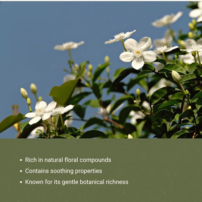 Jasmine Essential Oil - Direct from Fridal Egypt - Steam Distilled - Aceite de Jazmín for Aromatherapy, Massage, Diffuser, DIY Candle and Soap Making - 2 lbs