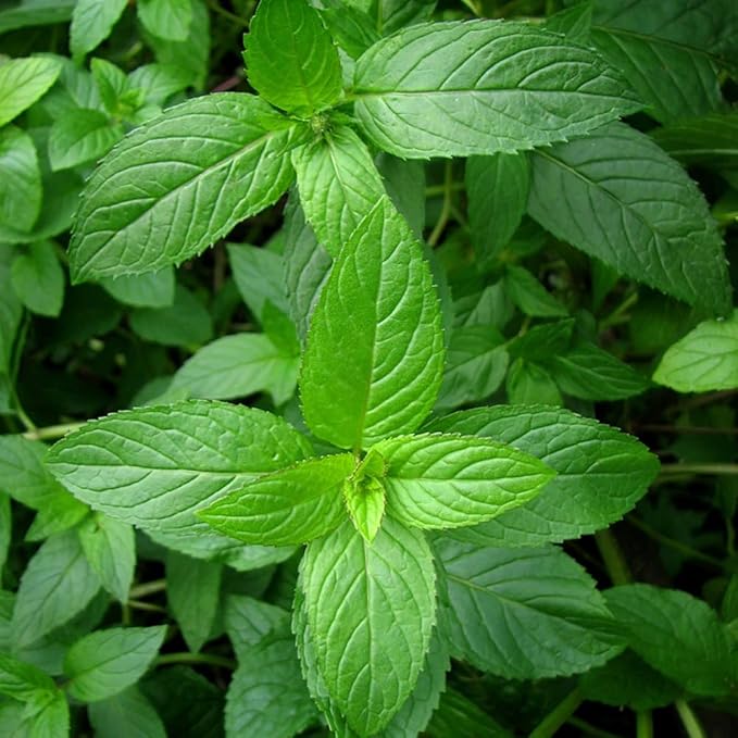 Aromatics International Premium Organic Peppermint Essential Oil 5ml | 100% Pure Essential Oil for Diffusion & Aromatherapy