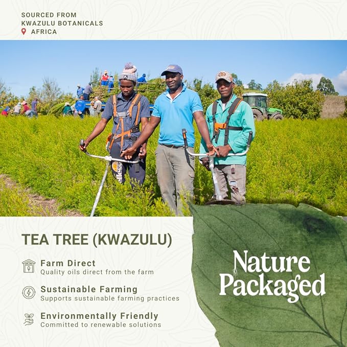 Tea Tree Essential Oil - Direct from Kwazulu Botanicals South Africa - Steam Distilled - Aceite Esencial de Árbol de Té for Aromatherapy, Diffuser, DIY Candle and Soap Making - 15ml