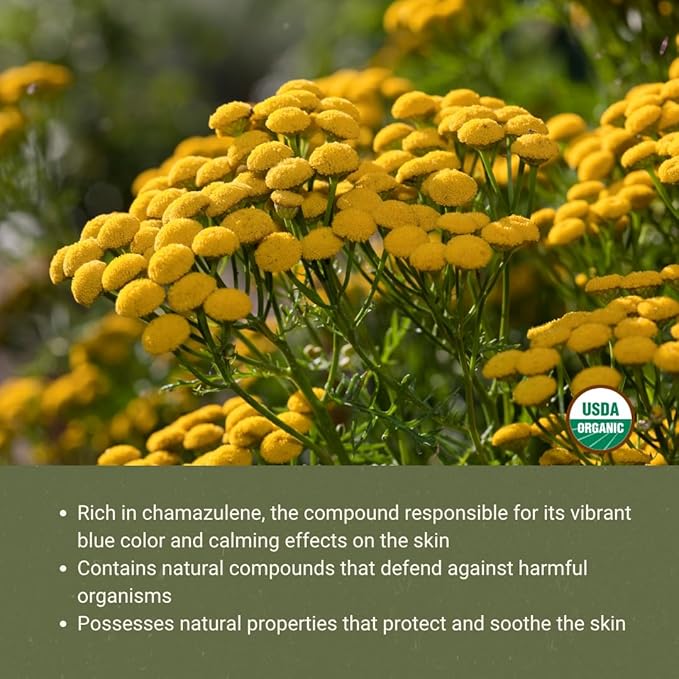 Organic Blue Tansy Essential Oil Direct from Malagassi Essential Oils - Ideal in Face Oil - Organic Blue Tansy for Candle Making and Soap Making (2 lbs)