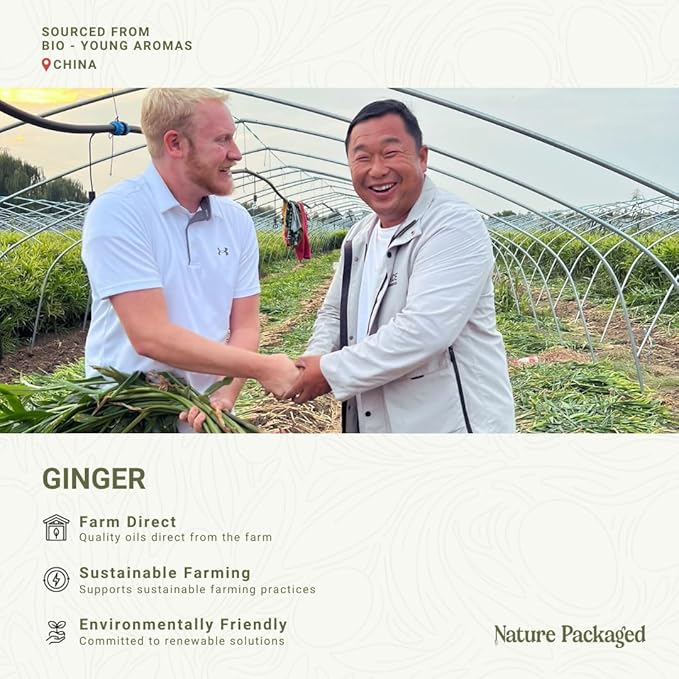 Ginger Essential Oil - Direct from Bio-Young Aromas - Pure Ginger Oil for Skin - Aceite de Jengibre - Aromatherapy 100% Therapeutic Premium Grade (22lbs)