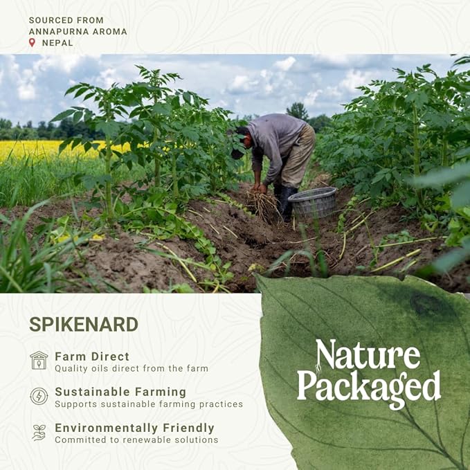 Organic Spikenard Essential Oil - Direct from Annapurna Aroma Nepal - Steam Distilled - Aceite de Nardo for Aromatherapy, Massage, Diffuser, DIY Candle and Soap Making - 5ml