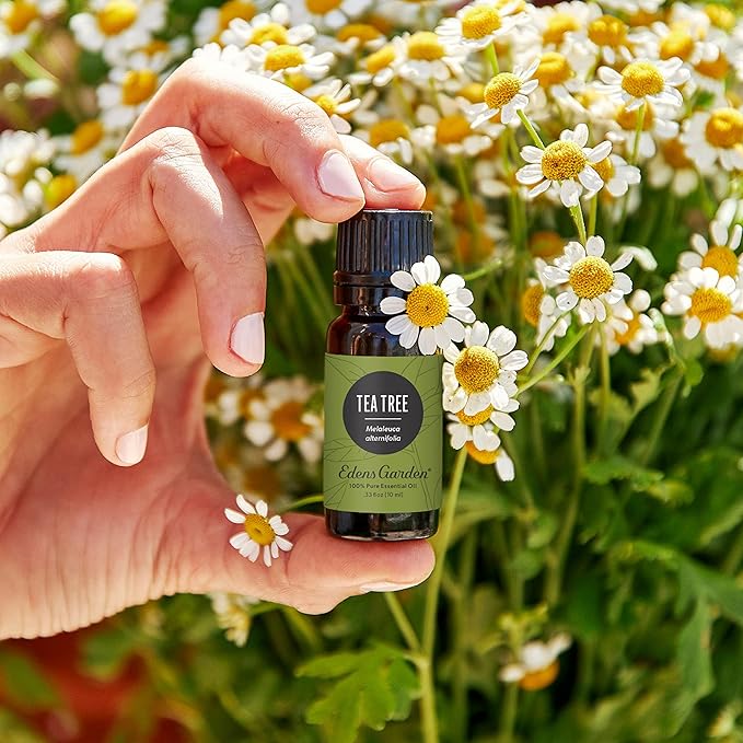 Edens Garden Tea Tree Essential Oil- 100% Pure Premium Grade, Undiluted, Natural, Therapeutic, Aromatherapy, The Best for Diffuser, Hair, Humidifiers, Kid Safe 30 ml (1 fl oz)