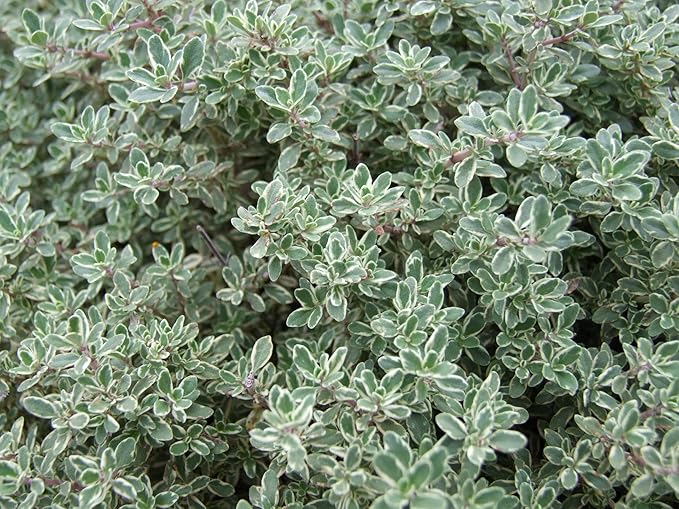 ArOmis Organic Thyme Essential Oil - 100% Pure Therapeutic Grade - Undiluted, Premium Oil - 150 Micron Filtered, Perfect for Aromatherapy Diffusers (30ml / 1 fl oz)