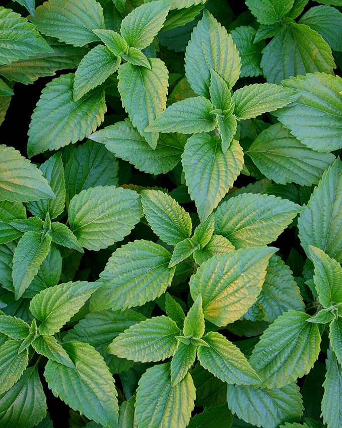 Herb Pharm Peppermint Spirits Liquid Extract: Organic Herbal Digestion Support | Mentha piperita Tincture | Fast-Absorbing for Occasional Nausea & Upset Stomach Support, Up to ~12 Week Supply, 4 oz*