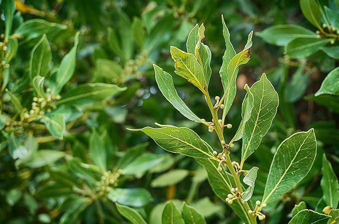 ArOmis Laurel Leaf (Bay Laurel) Essential Oil - 100% Pure & Undiluted for Aromatherapy & Diffusers - 30ml (1 Fl Oz)